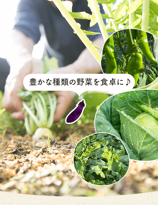 新鮮野菜の栽培・販売なら広島市安佐北区の博卓農園